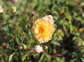 Růže půdopokryvná 'Scentifall Lemon' - Rosa PK 'Scentifall Lemon'