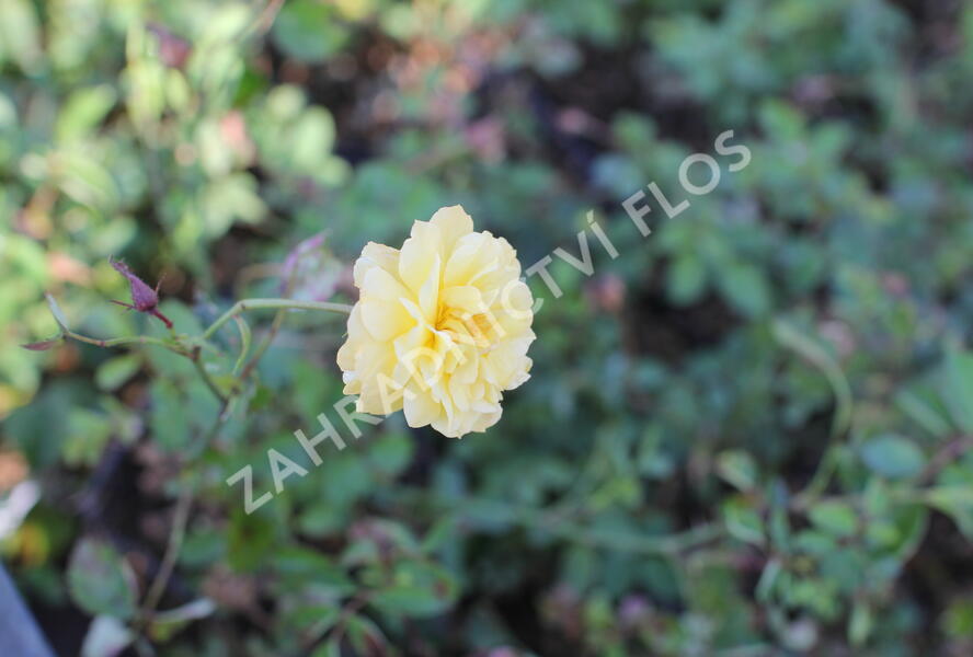 Růže půdopokryvná 'Scentifall Lemon' - Rosa PK 'Scentifall Lemon'
