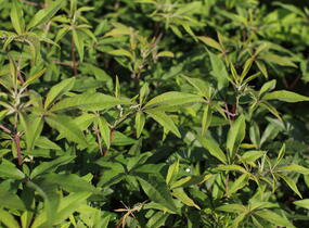 Drmek obecný 'Rosea' - Vitex agnus castus 'Rosea'