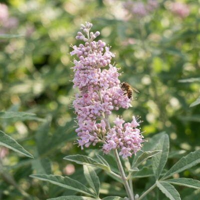 Drmek obecný 'Rosea' - Vitex agnus castus 'Rosea'