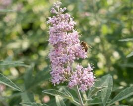 Drmek obecný 'Rosea'