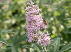 Drmek obecný 'Rosea' - Vitex agnus castus 'Rosea'