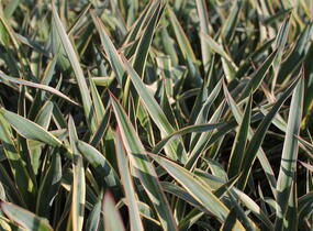 Juka nádherná 'Variegata' - Yucca gloriosa 'Variegata'