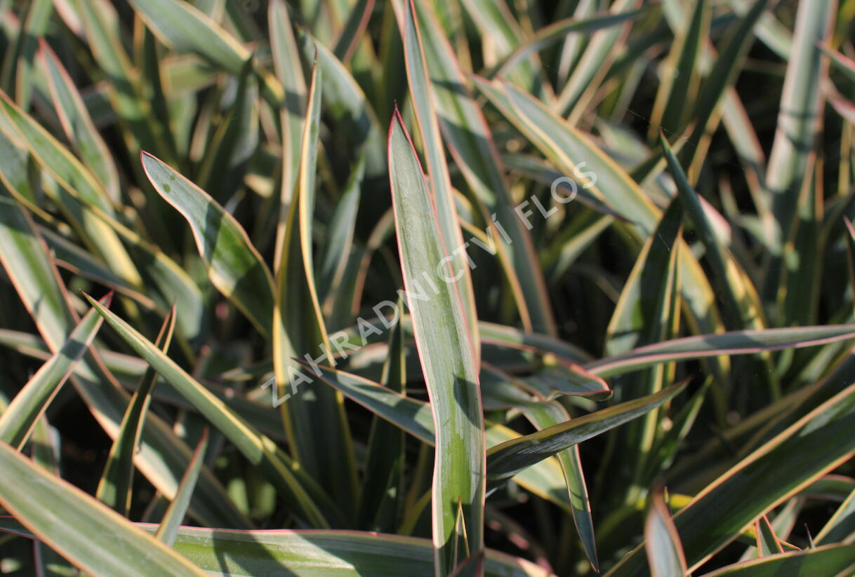 Juka nádherná 'Variegata' - Yucca gloriosa 'Variegata'