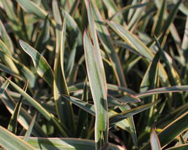 Juka nádherná 'Variegata'