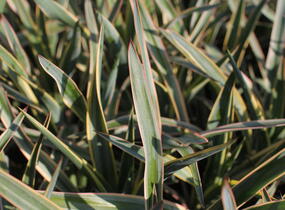 Juka nádherná 'Variegata' - Yucca gloriosa 'Variegata'