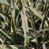 Yucca gloriosa 'Variegata'_1.JPG