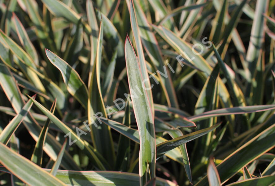 Juka nádherná 'Variegata' - Yucca gloriosa 'Variegata'