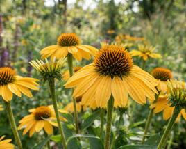 Třapatkovka nachová 'Prairie Blaze Golden Yellow'