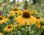 Třapatkovka nachová 'Prairie Blaze Golden Yellow'