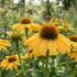 Echinacea purpurea 'Prairie Blaze Golden Yellow'.jpg
