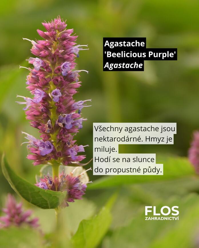 Agastache hybrida 'Beelicious Purple'