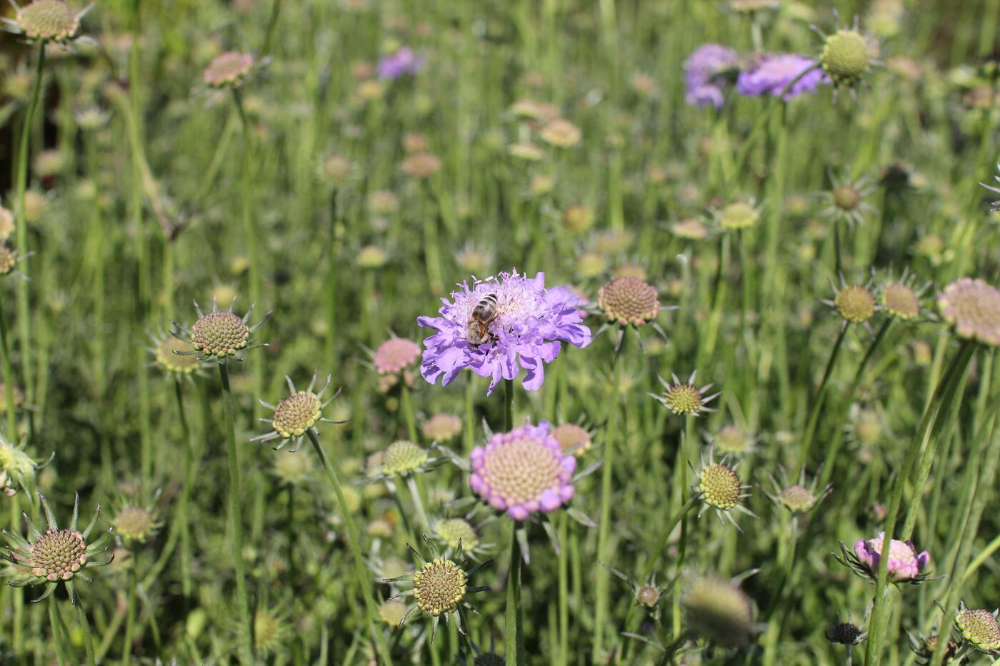 Scabiosa columbaria f. nana ''Pincushion Blue''