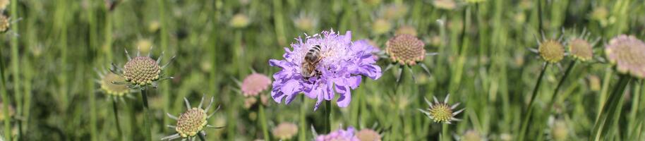 Scabiosa columbaria f. nana ''Pincushion Blue''