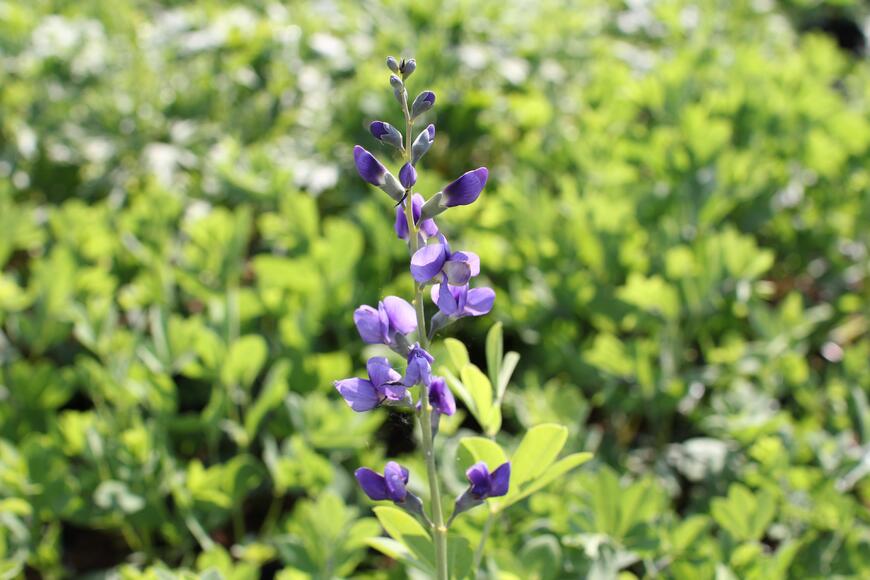 Baptisia australis