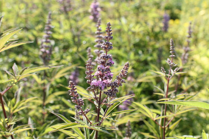 Vitex agnus castus ''Pink Pinnacle