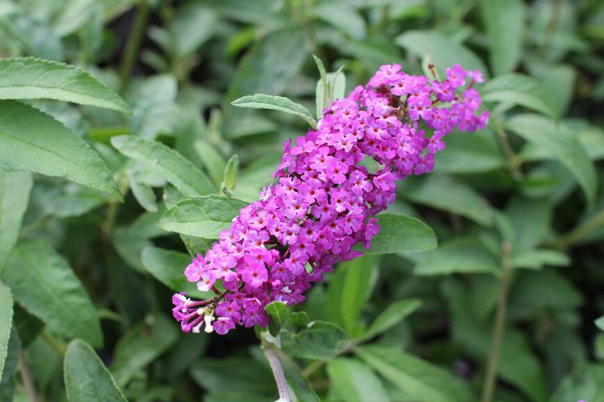 Buddleja davidii ''Berries and Cream''
