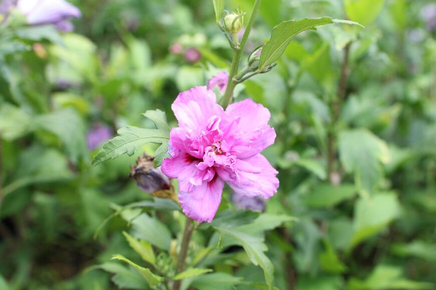 Hibiscus syriacus ''Frenche cabaret Purple''