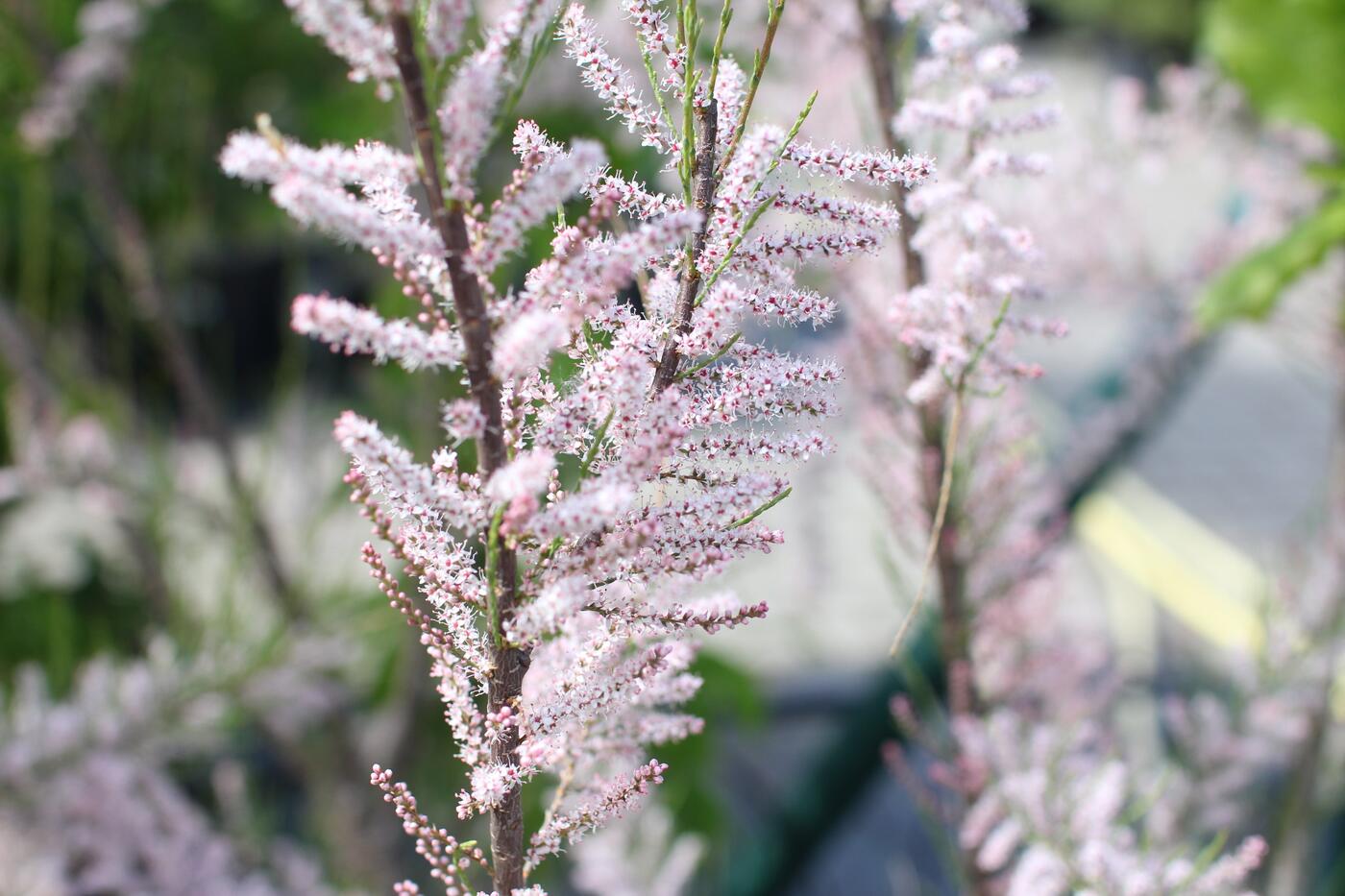 Tamarix ramosissima