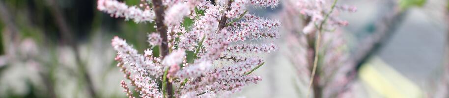 Tamarix ramosissima