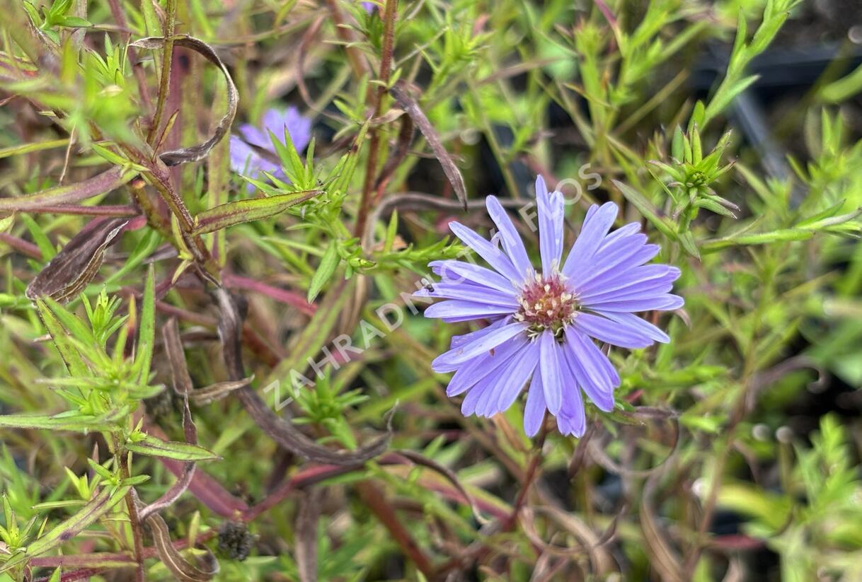 Hvězdnice keříčkovitá 'Lady in Blue' - Aster dumosus 'Lady in Blue'