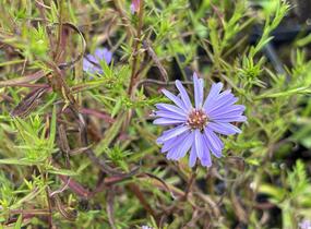 Hvězdnice keříčkovitá 'Lady in Blue' - Aster dumosus 'Lady in Blue'