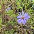 Aster dumosus 'Lady in Blue'.jpg