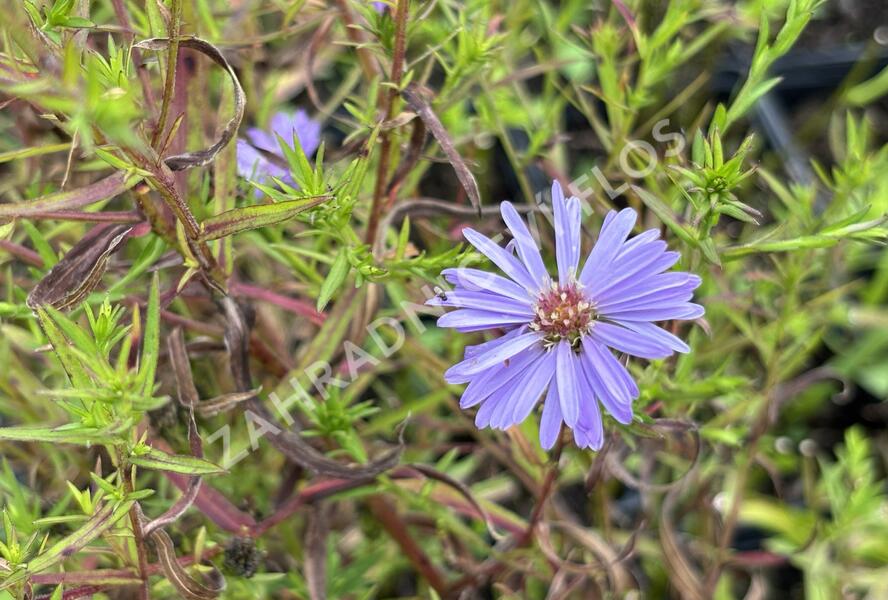 Hvězdnice keříčkovitá 'Lady in Blue' - Aster dumosus 'Lady in Blue'