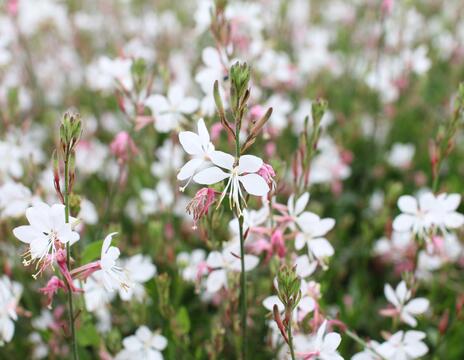 Gaura lindheimeri ''Gambit Compact White'' 