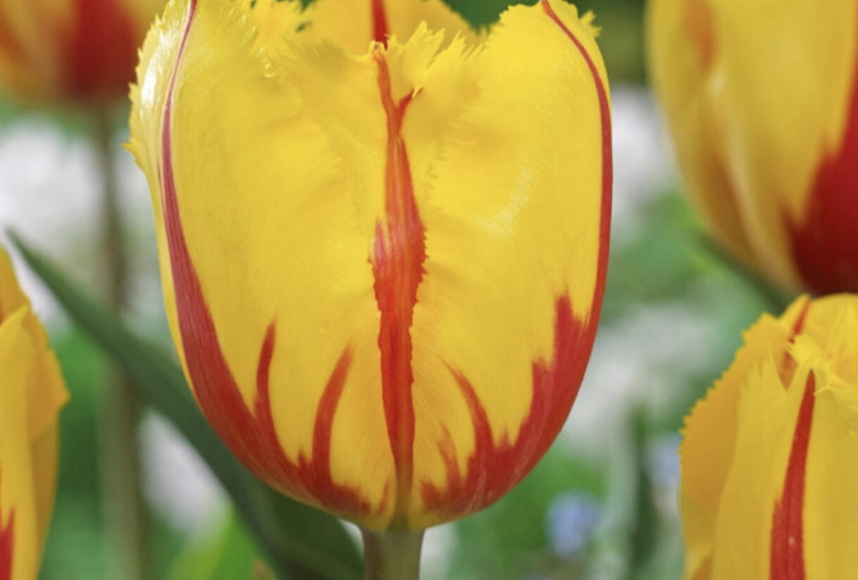 Tulipán třepenitý 'Flamenco' - Tulipa Fringed 'Flamenco'