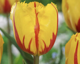 Tulipán třepenitý 'Flamenco'