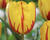 Tulipán třepenitý 'Flamenco'