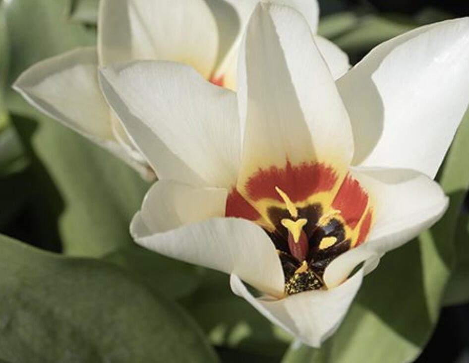 Tulipán Kaufmannův 'Janet' - Tulipa Kaufmanniana 'Janet'