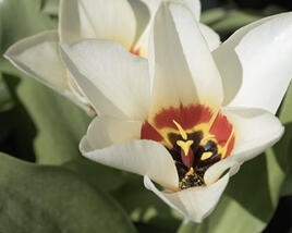 Tulipán Kaufmannův 'Janet'