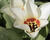 Tulipán Kaufmannův 'Janet'