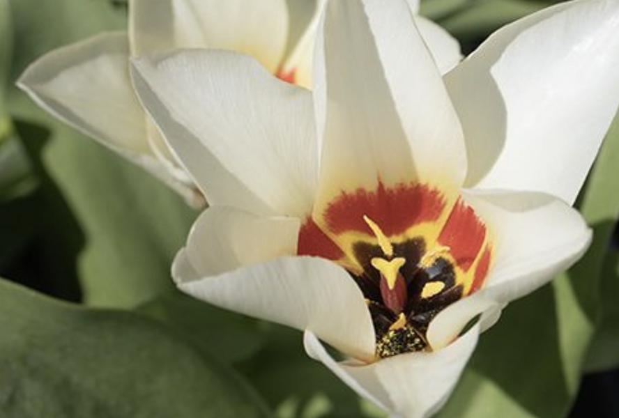 Tulipán Kaufmannův 'Janet' - Tulipa Kaufmanniana 'Janet'