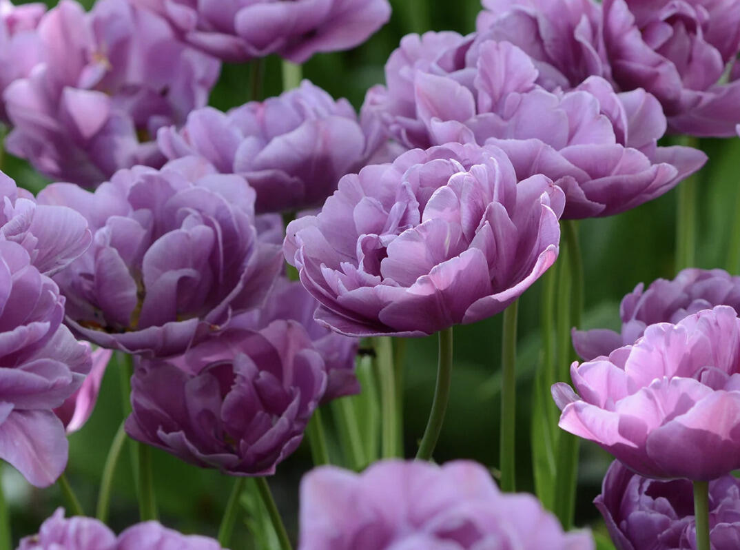 Tulipán pivoňkovitý 'Lilac Perfection' - Tulipa Peony 'Lilac Perfection'