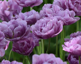 Tulipán pivoňkovitý 'Lilac Perfection'