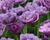 Tulipán pivoňkovitý 'Lilac Perfection'