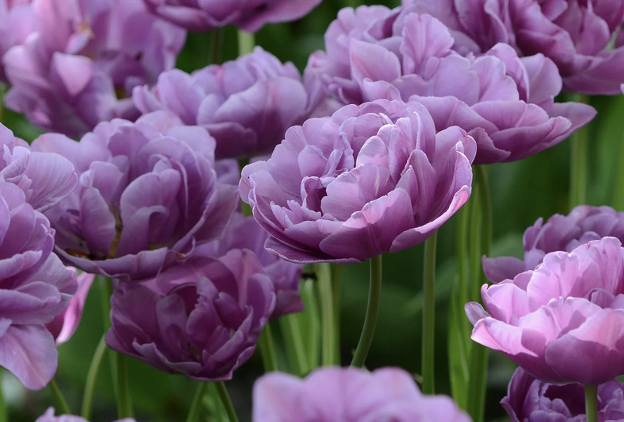 Tulipán pivoňkovitý 'Lilac Perfection' - Tulipa Peony 'Lilac Perfection'