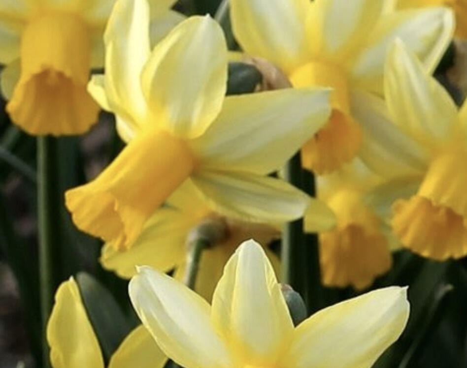 Narcis bramboříkokvětý 'Mother Duck' - Narcissus cyclamenius 'Mother Duck'