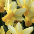 Narcissus cyclamenius 'Mother Duck'.png