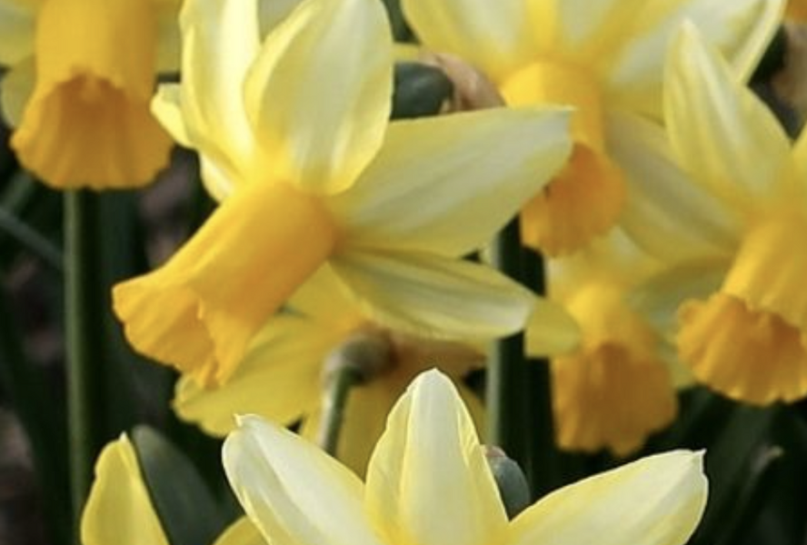Narcis bramboříkokvětý 'Mother Duck' - Narcissus cyclamenius 'Mother Duck'