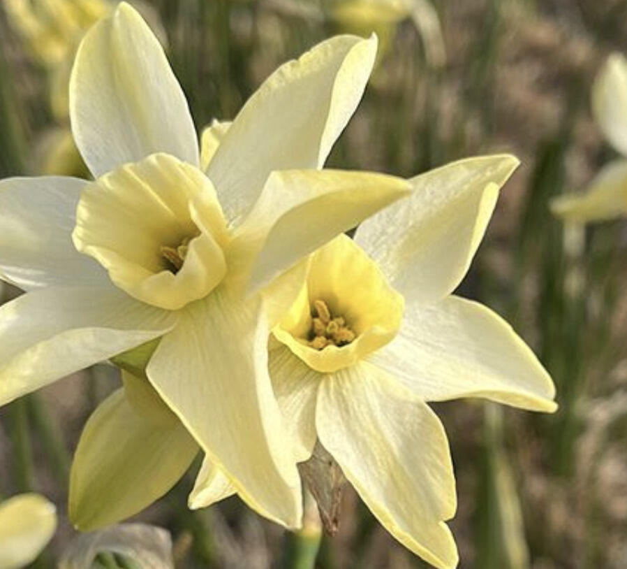 Narcis 'Pacific Hunter' - Narcissus 'Pacific Hunter'