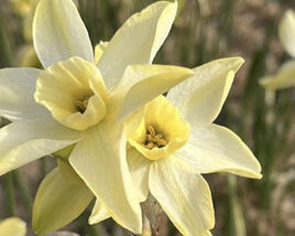 Narcis 'Pacific Hunter'