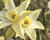 Narcis 'Pacific Hunter'