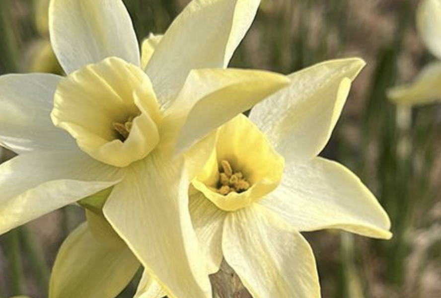 Narcis 'Pacific Hunter' - Narcissus 'Pacific Hunter'