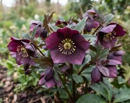 Čemeřice východní 'Pretty Ellen Purple'