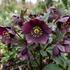 Helleborus orientalis 'Pretty Ellen Purple'.jpg