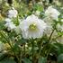 Helleborus orientalis 'Double Ellen White'.jpg